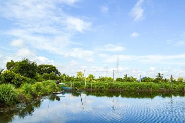 Tayland 'da balık havuzu
