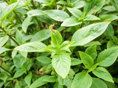 Doğa bahçesinde ahşap bazilika bitkisi