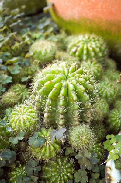 Arbre Cactus Vert Dans Jardin Naturel — Photo