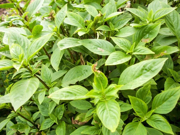 Ocimum Basilicum Pflanze Naturgarten — Stockfoto