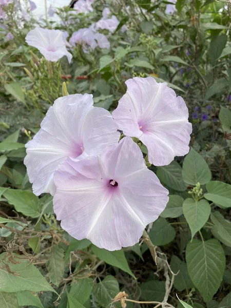 自然の庭での朝の栄光の花 — ストック写真