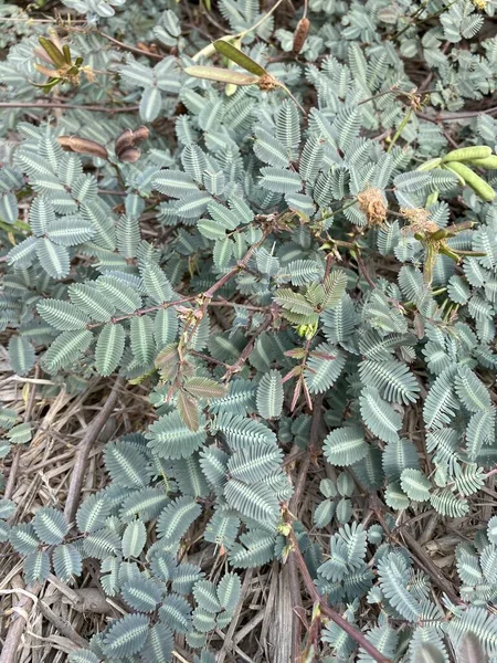 Doğa Bahçesinde Taze Yeşil Mimosa Pudika Bitkisi — Stok fotoğraf