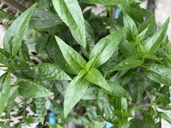 Fresh Green Andrographis Paniculata Plant Nature Garden — Stock Photo, Image