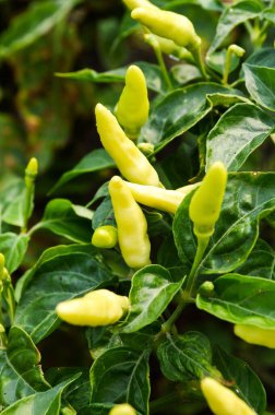 Sebze bahçesinde taze acı biber ağacı