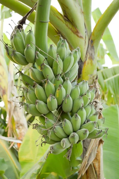 Close Πράσινο Δέντρο Μπανάνας Στον Κήπο Φρούτων — Φωτογραφία Αρχείου