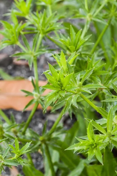 Färsk Grön Eryngium Foetidum Växt Naturen Trädgård — Stockfoto