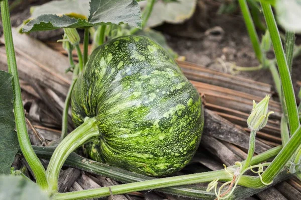 Groene Pompoenboom Tuin — Stockfoto