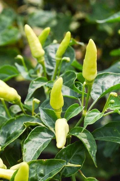 Sebze bahçesinde taze acı biber ağacı