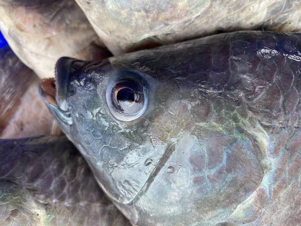 Peces Tilapia Nilo Esmaltes Plástico — Foto de Stock