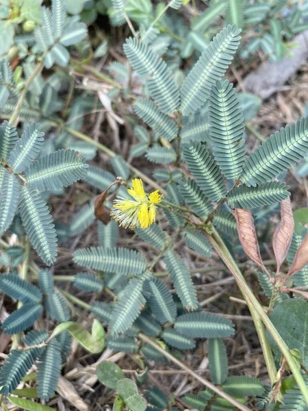 Taze Yeşil Mimosa Pudika Bitkisi Doğa Bahçesinde Yerde — Stok fotoğraf