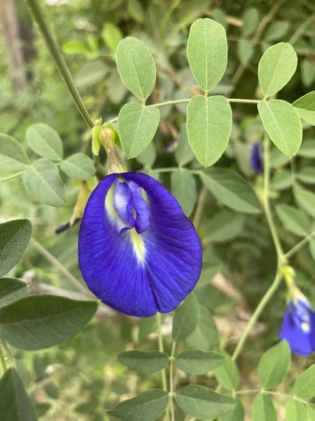 Μπλε Clitoria Ternatea Λουλούδι Στον Κήπο Της Φύσης — Φωτογραφία Αρχείου