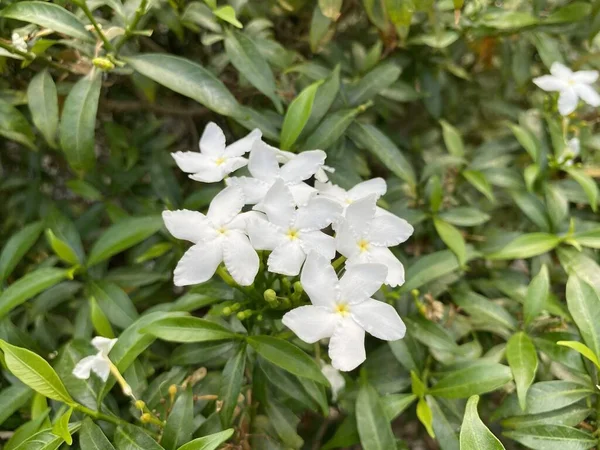 Bílá Inda Květiny Zahradě Přírody — Stock fotografie