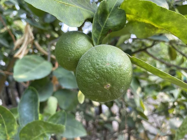 Świeże Limonki Ogrodzie Przyrody — Zdjęcie stockowe