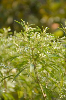 Euphorbia Leucocephala bitkisi doğa bahçesinde