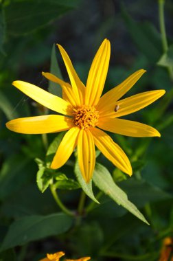Doğa bahçesinde Helianthus tüberosus çiçeği