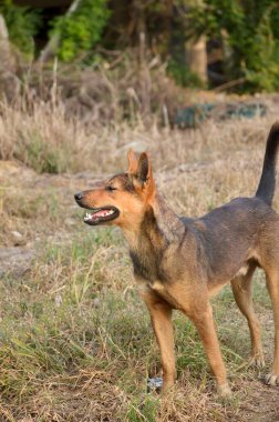 Kahverengi köpek doğa bahçesinde