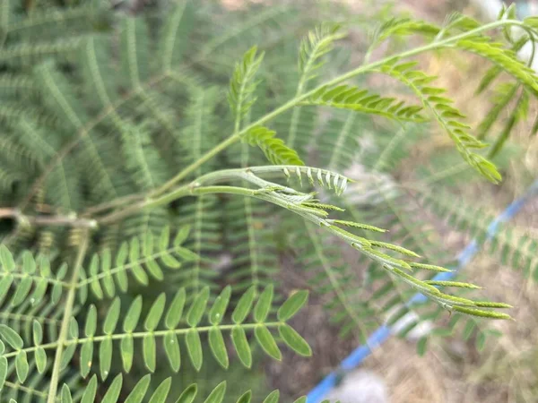 Acacia Leaf Nature Garden — Stock Photo, Image