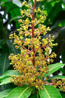 Doğa bahçesinde mango çiçeği