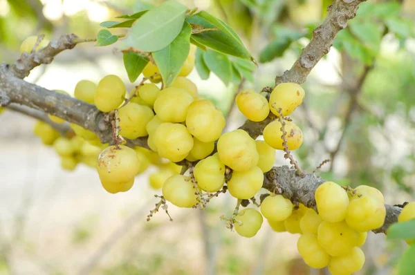Star Gooseberry Fruit Tree — Stock Photo, Image