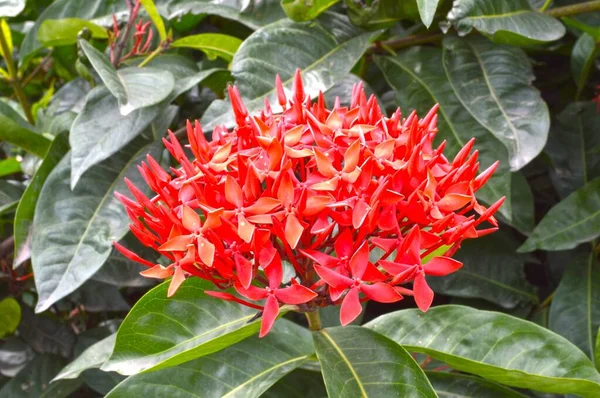 Red Ixora Coccinea Flower Nature Garden — Stock Photo, Image