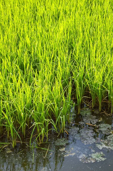 Свежий Зеленый Рис Стране Таиланд — стоковое фото