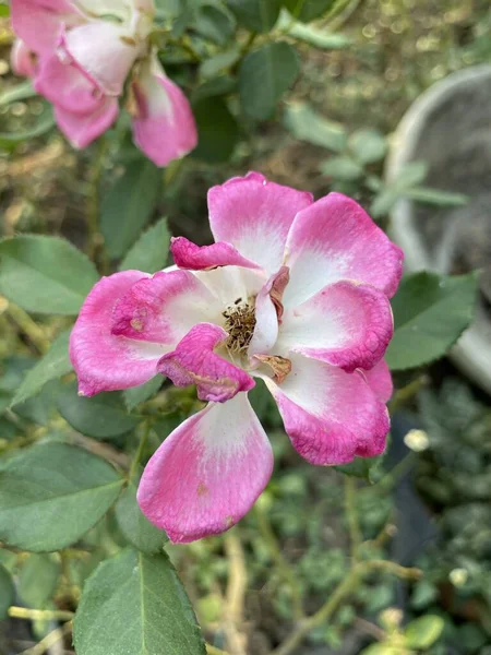 Rosa Rosa Rosa Flor Jardim Natureza — Fotografia de Stock