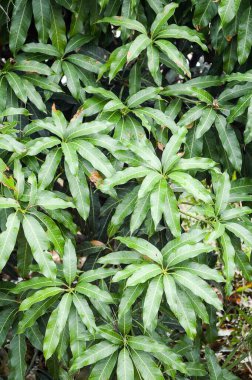 Doğa bahçesinde mango yaprağı