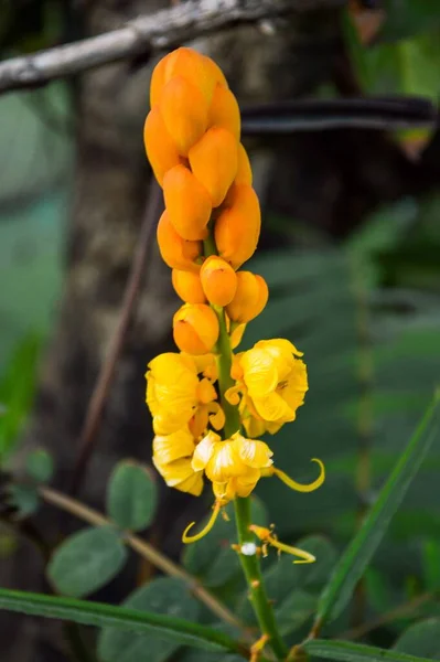Sarı Senna Alata Çiçeği Doğa Bahçesinde — Stok fotoğraf