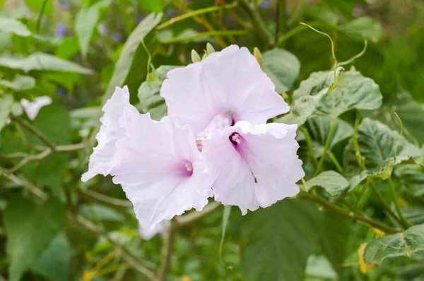 Flor Gloria Mañana Jardín Naturaleza — Foto de Stock