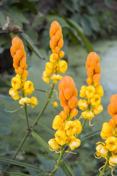 Amarelo Senna Alata Flor Jardim Natureza — Fotografia de Stock