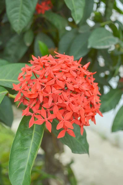 Flor Vermelha Ixora Coccinea Jardim Natureza — Fotografia de Stock