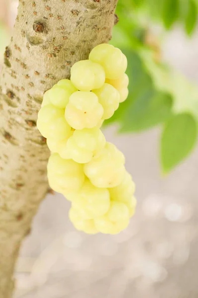 Fruta Grosella Árbol — Foto de Stock