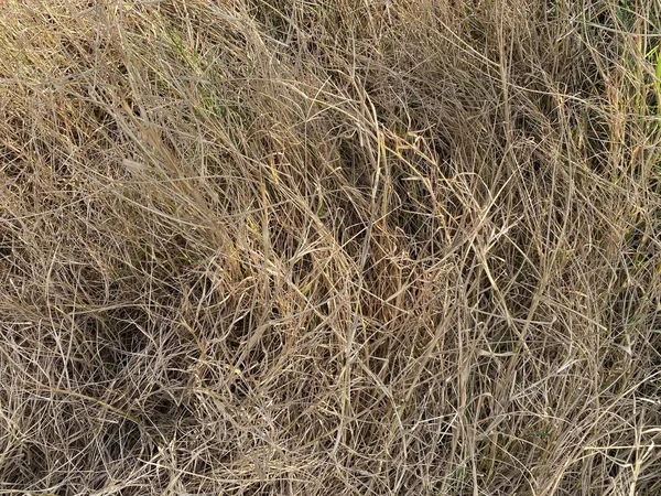 Herbe Sèche Dans Jardin Naturel — Photo