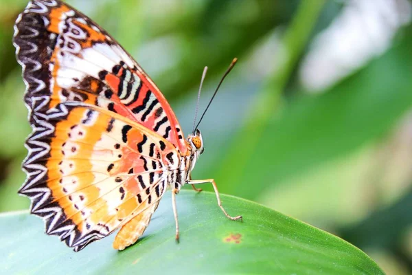 Gros Plan Beau Papillon Sur Feuille Mangue Verte — Photo