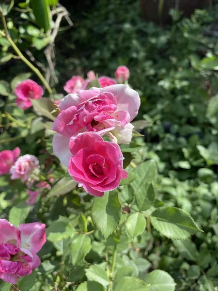 Doğa Bahçesinde Pembe Gül Çiçeği — Stok fotoğraf