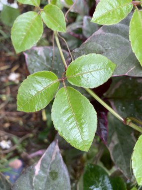 Doğa bahçesinde yeşil sarmaşık yaprağı