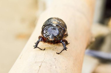Tahtadaki küçük böceği kapat.