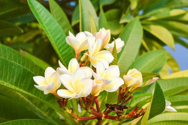 Flor Pluemria Jardín Naturaleza — Foto de Stock