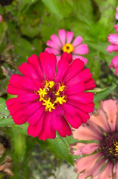 Rosa Zinnia Blume Naturgarten — Stockfoto