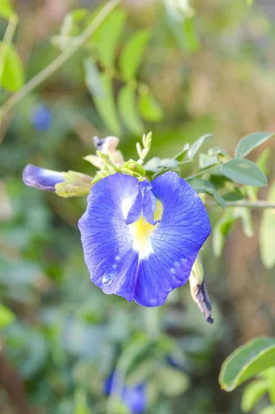 Blauwe Clitoria Ternatea Bloem Natuur Tuin — Stockfoto