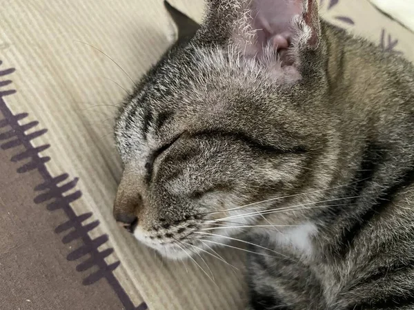 Bonito Tabby Gato Dormindo Cama — Fotografia de Stock