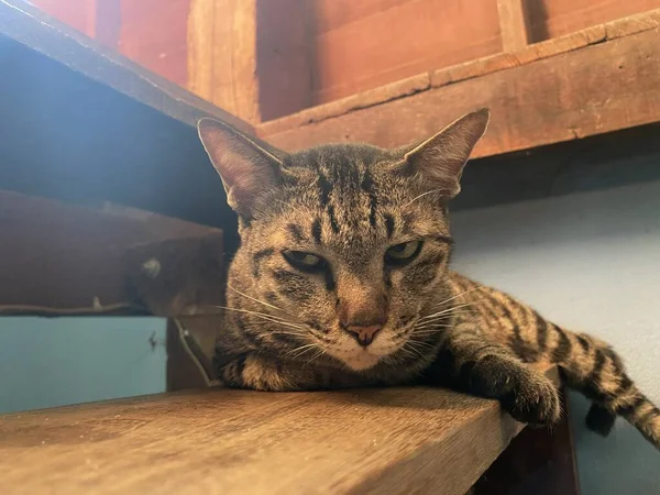 Bonito Tabby Gato Chão Madeira — Fotografia de Stock