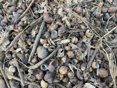 Yerdeki kuru grup kabuğu