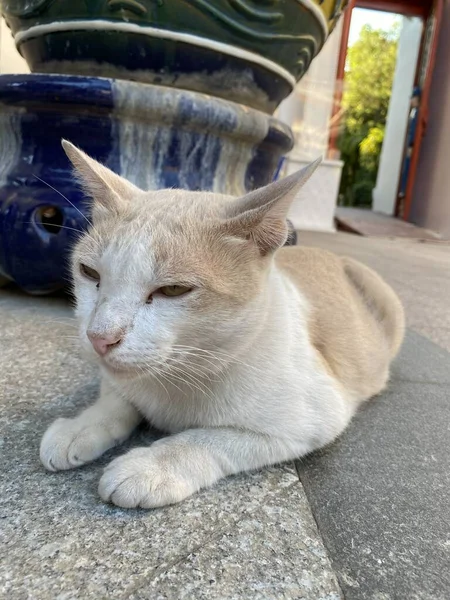 Beton Zemindeki Sevimli Kedi — Stok fotoğraf