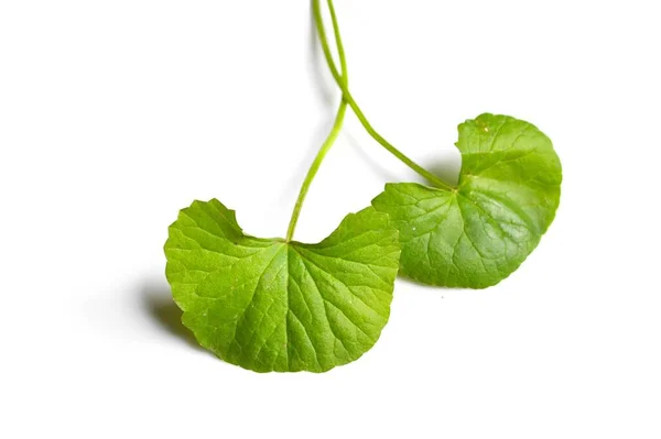 Свежий Зеленый Азиатский Pennywort Листья Белом Фоне — стоковое фото