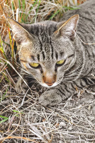 Cerrar Lindo Tabby Gato Suelo —  Fotos de Stock