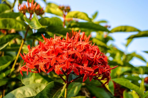 Piros Ixora Coccinea Virág Természetben Kert — Stock Fotó