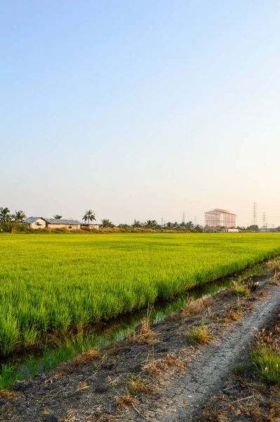 田園の緑の稲 Chachoengsao — ストック写真