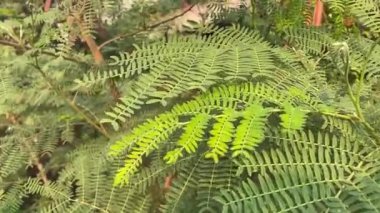 Doğa bahçesinde akasya yaprağı