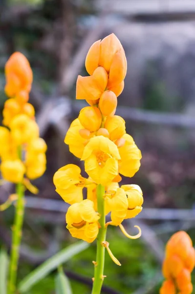 Amarelo Senna Alata Flor Jardim Natureza — Fotografia de Stock